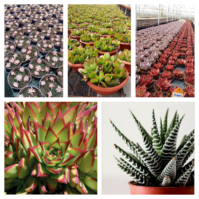 Plantal International