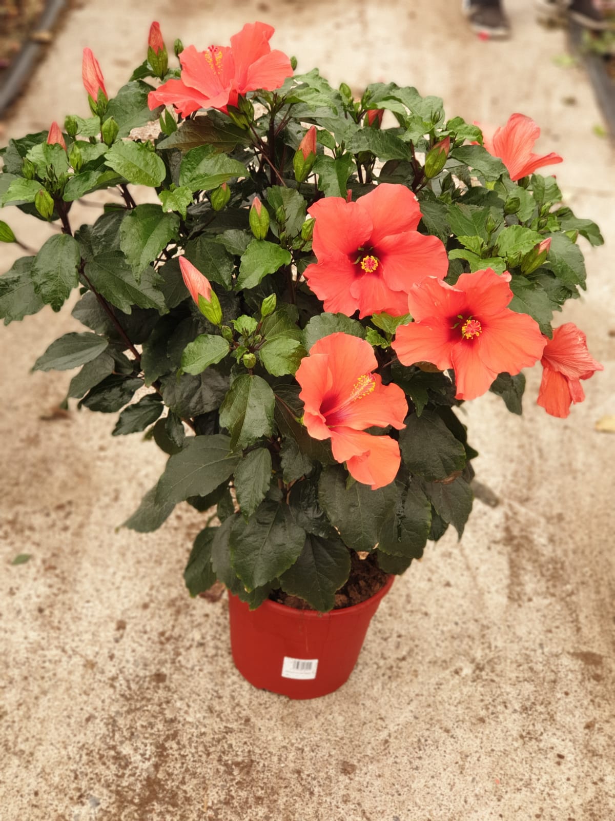 Hibisqs pot 25