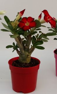 Adenium 10.5