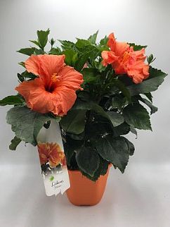 Hibisqs pot 25