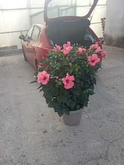 Hibisqs pot 30