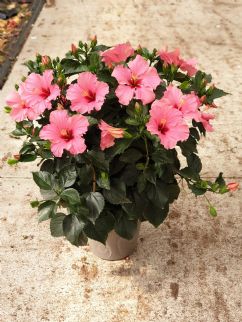 Hibisqs pot 42