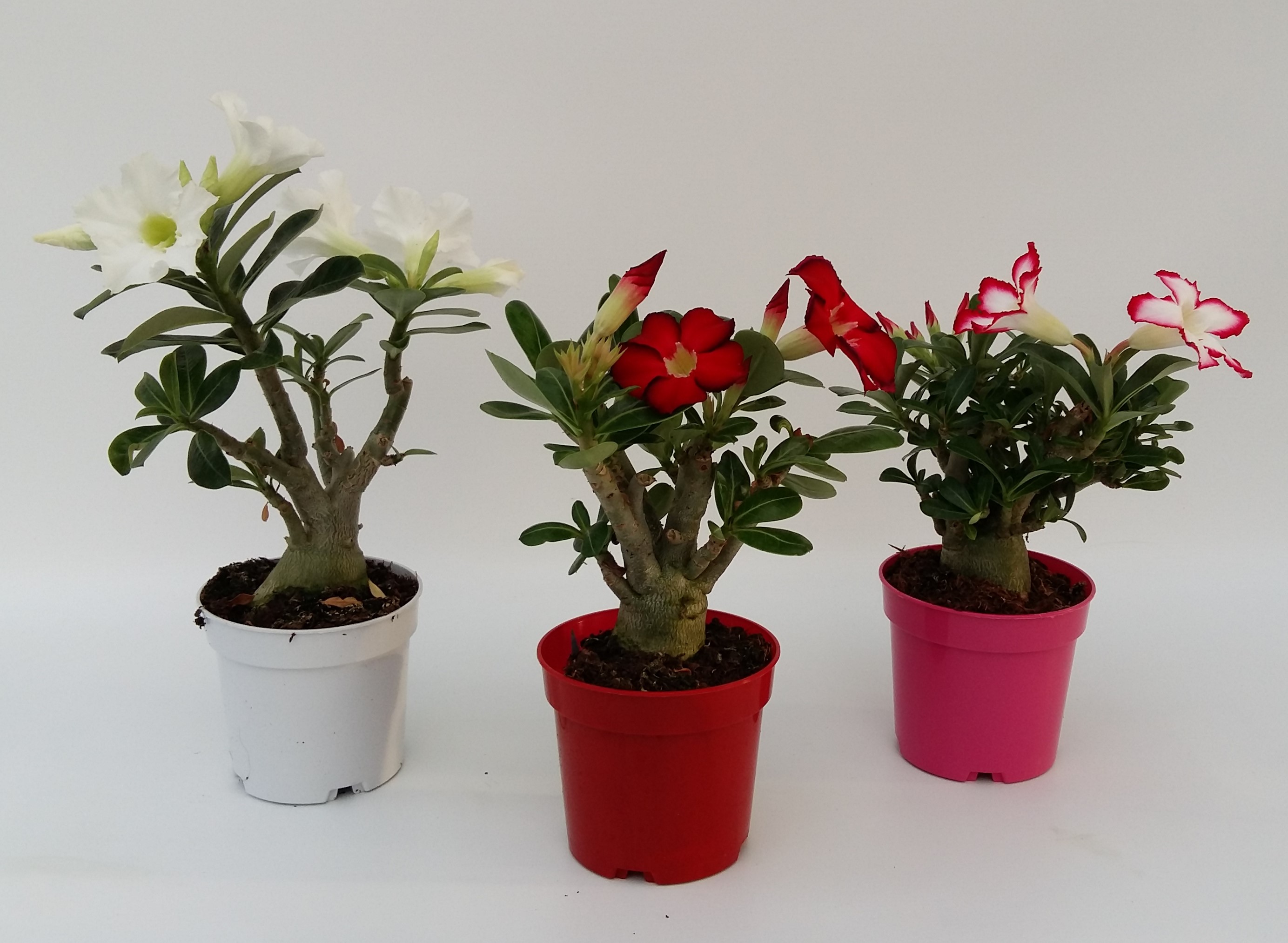 Adenium 10.5